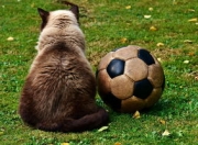 开运体育网站-切尔西失利，欧冠资格将岌岌可危，欧冠联赛切尔西